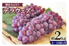 [先行予約] 神宮寺ぶどう (デラウエア) 2kg｜ブドウ 葡萄 くだもの 果物 フルーツ [0220]