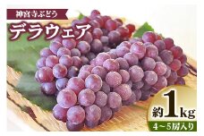 [先行予約] 神宮寺ぶどう (デラウエア) 1kg｜ブドウ 葡萄 くだもの 果物 フルーツ [0219]