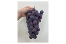 No.088 巨峰　約900g ／ 大粒 タネなし 大阪府 特産品