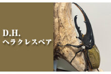 No.229 D.H.ヘラクレスペア【♂：130mm台/♀：フリーサイズ】 ／ ヘラクレスオオカブト 昆虫 虫 大阪府