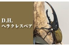 No.230 D.H.ヘラクレスペア【♂：140mm台/♀：フリーサイズ】 ／ ヘラクレスオオカブト 昆虫 虫 大阪府