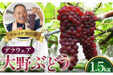 No.248 5時収穫の朝摘み産直【マルイケ池田園】大野ぶどう（デラウェア）1.5kg ／ 葡萄 ブドウ 高糖度 大阪府 特産品