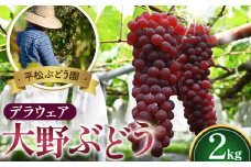 No.249 今年も良い出来です！【平松ぶどう園】大野ぶどう（デラウェア）約2kg ／ 葡萄 ブドウ 高糖度 大阪府 特産品