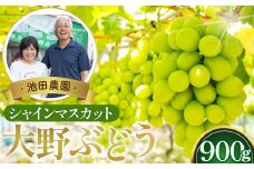No.251 【10セット限定】池田農園の大野ぶどう（シャインマスカット）約900g ／ 葡萄 ブドウ 高糖度 大阪府 特産品