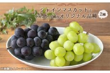 No.288 ＜先行受付＞シャインマスカットと【中村ぶどう園】のオリジナル品種2種 ／ 葡萄 ブドウ 果物 フルーツ 甘い 国産