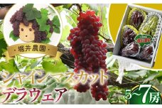 No.310 シャインマスカット1房とデラウエアの詰め合わせ ／ 皮ごと食べられる 甘い セット 果物 果実 フルーツ ブドウ ぶどう 葡萄 大阪府