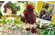 No.310 シャインマスカット1房とデラウエアの詰め合わせ ／ 皮ごと食べられる 甘い セット 果物 果実 フルーツ ブドウ ぶどう 葡萄 大阪府