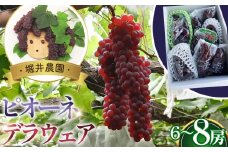 No.311 ピオーネ2房とデラウエアの詰め合わせ ／ 甘い セット 果物 果実 フルーツ ブドウ ぶどう 葡萄 大阪府