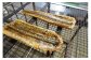 のぞみ 照焼 はも 500g 【2025年5月上旬から12月上旬発送予定】