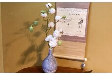 棉の木一木物 （綿の実10ケ超） 引き換え券 【2024年10月上旬から2025年1月下旬発送予定】｜ 綿の木 一木物 1本物 綿の実 綿花 観賞用 チケット 引換券 券