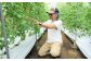 フルーツトマト 糖度7度以上 農薬不使用（栽培期間中） 水耕栽培 産地直送 高リコピン 橘農園