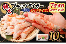 特大 ブラックタイガー 殻なし ビッグサイズ （10匹） 【入金確認後7営業日程度で発送】｜ エビ えび 海老 ブラックタイガー むきえび むきエビ 冷凍