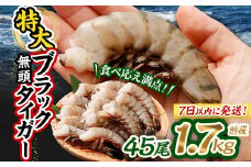 特大 ブラックタイガー 無頭えび 1.7kg前後（45尾 ）【入金確認後7営業日程度で発送】 ｜ 海老 えび エビ ブラックタイガー 海鮮 魚介 殻付き 冷凍 大阪府 阪南市