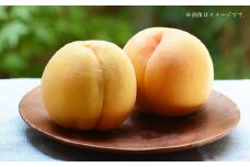 阪南市産 黄金桃 約2kg （6～8玉）_OY01 【2024年8月上旬発送予定】 果物 フルーツ 桃 もも