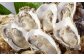 【無選別】加熱用 殻付き牡蠣 約2kg（16～40個）／牡蠣 かき カキ 生ガキ 生牡蠣 加熱用 調理用
