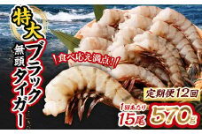 【12回定期便】特大 ブラックタイガー 無頭えび 570g前後（15尾）×12回 ｜海老 えび エビ ブラックタイガー 海鮮 魚介 殻付き 冷凍 大阪府 阪南市