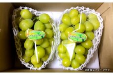 【訳あり】 鮮度抜群 ご褒美シャインマスカット 計2.4kg（1.2kg以上×2房） シャインマスカット マスカット ぶどう ブドウ 葡萄 種無し 種なし 果物 【2025年9月上旬～10月上旬発送予定】