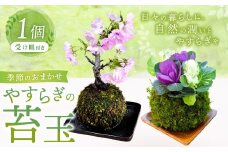 やすらぎの苔玉×1個 季節のお任せ苔玉 受け皿付き 苔 コケ 植物 