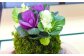 やすらぎの苔玉×1個 季節のお任せ苔玉 受け皿付き