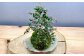 やすらぎの苔玉×1個 季節のお任せ苔玉 受け皿付き