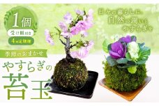 【4回定期便】 やすらぎの苔玉 1回あたり1個 計4個（1個×4回） 季節のお任せ苔玉 受け皿付き 奇数月 3ヶ月毎 4回 苔 コケ 植物 