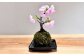 【4回定期便】 やすらぎの苔玉 1回あたり1個 計4個（1個×4回）