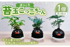 ほっこり 苔玉こけだまこっこちゃん×1個 受け皿付き 苔 コケ 植物 