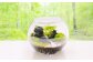 苔テラリウムの制作体験チケット 1名様