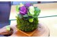 苔テラリウムの制作体験チケット ペアチケット