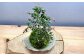 苔テラリウムの制作体験チケット ペアチケット