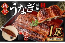 国産うなぎ蒲焼 1尾（230〜250g）と特製タレ1個セット 【2025年11月発送】｜ 鰻 ウナギ 蒲焼 うなぎ蒲焼 タレ付 大阪府 阪南市