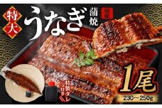 国産うなぎ蒲焼 1尾（230〜250g）と特製タレ1個セット【2026年4月発送】｜ 鰻 ウナギ 蒲焼 うなぎ蒲焼 タレ付 大阪府 阪南市
