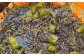 茎あり 塩蔵わかめ 約1.2kg