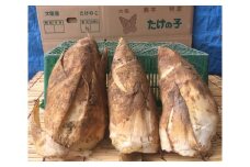 No.012 島本町の厳選たけのこ ／ 朝掘たけのこ 筍 タケノコ 新鮮 名物 大阪府 特産品
