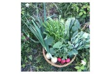 ＜能勢町産＞ 旬の新鮮野菜詰め合わせ (7～9種類)【1121320】