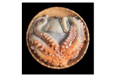 ＜活け締め＞紀淡海峡の恵み・泉州みさき旬の魚/真ダコ1尾　　【1496518】