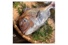 ＜活け締め＞紀淡海峡の恵み・泉州みさき旬の魚/天然真鯛1尾【1495645】