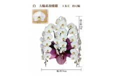 御供　胡蝶蘭　白大輪3本立　42輪　ラッピングカラー紫【1258074】