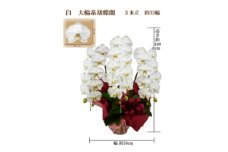 御供　胡蝶蘭　白大輪3本立　33輪　ラッピングカラー紫【1258099】