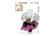 御供　胡蝶蘭　白大輪3本立　24輪　ラッピングカラー紫【1258115】