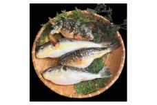 ＜天然フグ＞紀淡海峡の恵み・泉州みさき旬の魚/ショウサイフグ(ナゴヤフグ)【1496512】