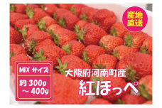 No.256 【紅ほっぺ】MIX（サイズいろいろ）300-400g程度 ／ 苺 イチゴ フルーツ 大阪府