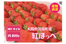 No.257 【紅ほっぺ】MIX（サイズいろいろ）800g程度 ／ 苺 イチゴ フルーツ 大阪府