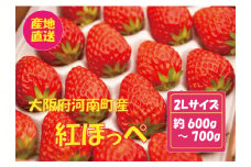 No.258 【紅ほっぺ】2Lサイズ（40粒） ／ 苺 イチゴ フルーツ 大阪府