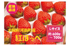 No.259 【紅ほっぺ】Lサイズ（48粒） ／ 苺 イチゴ フルーツ 大阪府
