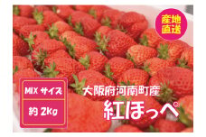No.260 【紅ほっぺ】MIX（サイズいろいろ）2kg程度 ／ 苺 イチゴ フルーツ 大阪府
