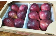 No.289 堀野農園のいちじく　約2kg ／ 朝採り イチジク 無花果 果物 大阪府 特産品
