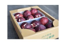 No.330 朝採りいちじく　約1kg ／ 無花果 イチジク 果実 朝採れ 大阪府 特産品