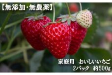No.340 【無添加・無農薬】家庭用　おいしいいちご　2パック　約500g ／ イチゴ 自然の甘み 風味 大阪府