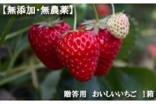 No.341 【無添加・無農薬】贈答用　おいしいいちご　1箱 ／ イチゴ 自然の甘み 風味 大阪府